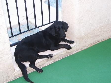 ma chienne